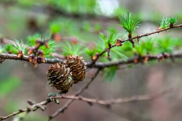 Close-up of pine cones and green needles on a branch.