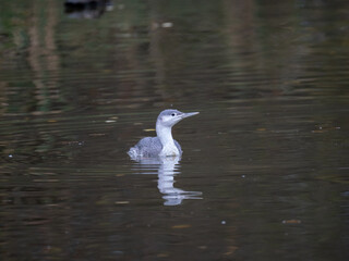 Sterntaucher (Gavia stellata)