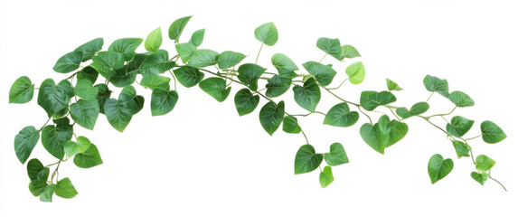 lush green vine with heart shaped leaves, perfect for home decor and gardening. This vibrant plant adds touch of nature to any space, creating refreshing atmosphere