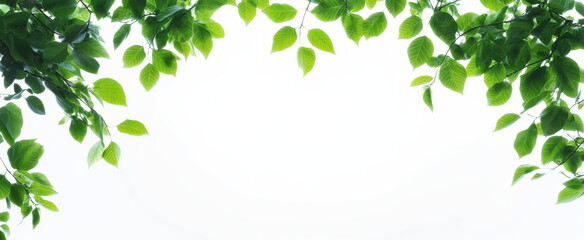 Obraz premium Fresh green leaves frame bright background, creating serene atmosphere