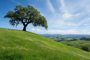 Lone tree on a lush green hillside under a vibrant blue sky with wispy clouds, creating a serene and tranquil landscape scene.