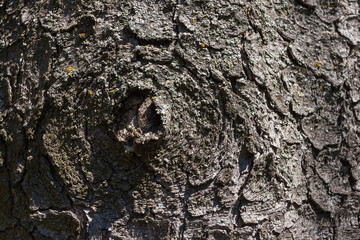 Trunk spruce bark texture close up, background. 