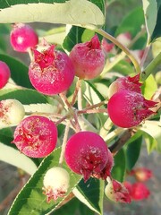 Amelanchier canadensis. Los frutos del guillomo del Canadá. 