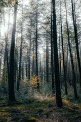 Obraz premium Serene forest landscape with sunlight filtering through.