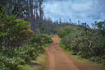 Beauty view of Black River Gorges National Park path with different variety plant species in Mauritius, featuring endemic trees in the background