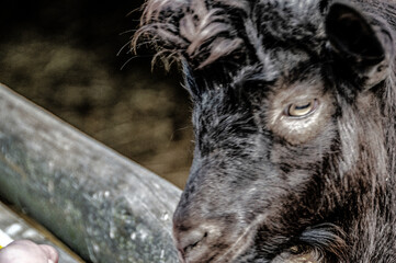 Fototapeta premium ziege tier