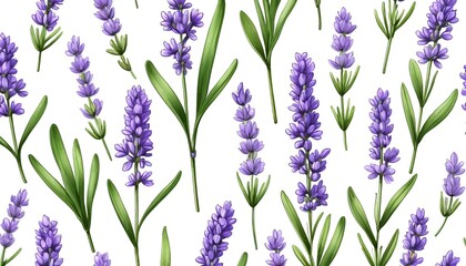 Fototapeta premium Seamless lavender pattern with green leaves on white background