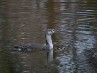 Sterntaucher (Gavia stellata)