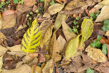 The fallen leaves in autumn forest at sunny weather