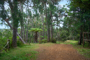 Beauty view of Black River Gorges National Park path with different variety plant species in Mauritius, featuring endemic trees in the background