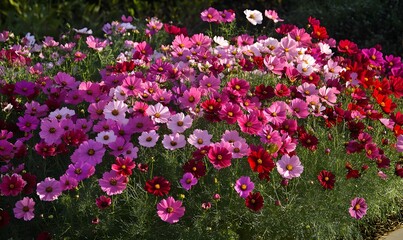 Obraz premium stunning field of pink and red cosmos flowers, Generative AI 