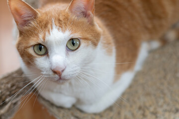 見上げる可愛い猫　茶トラ白