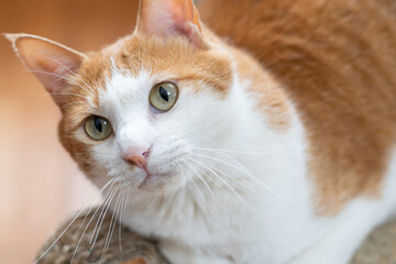 見上げる可愛い猫　茶トラ白