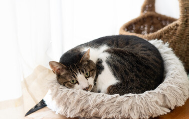 窓辺でくつろぐ可愛い猫　キジトラ白