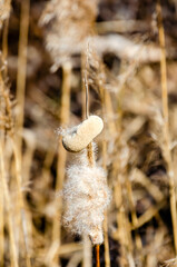 Fluffy cattail seed bursting in golden sunlight. close-up of cattail releasing seeds, calm mood, soft light, shallow depth of field, captured in natural autumn field setting.