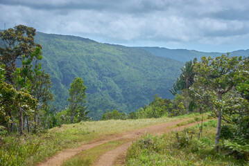 Obraz premium Stunning view of Black River Gorges National Park in Mauritius, featuring endemic trees in the background