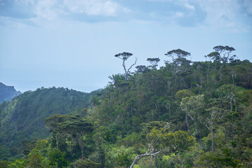 Stunning view of Black River Gorges National Park in Mauritius, featuring endemic trees in the background