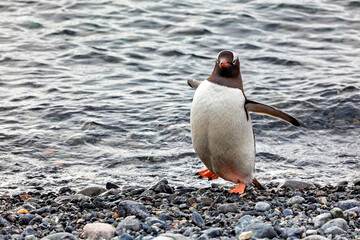 Gentoo Penguins in the Antarctic Area