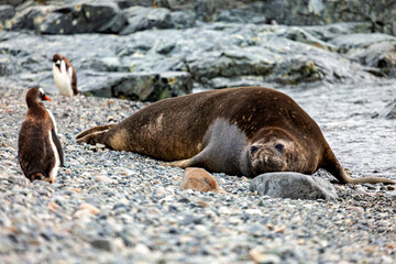 The wild Seals of Antarctica