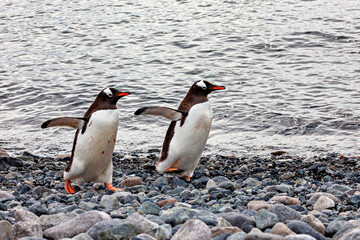 Gentoo Penguins in the Antarctic Area