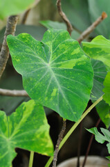 Colocasia esculenta midori sour, Colocasia ,midori sour or Colocasia plant or bicolor Colocasia