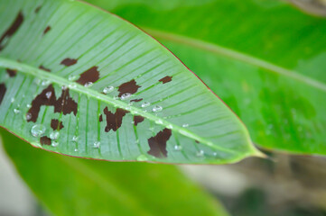 banana plant, blood banana or Musa acuminata or Musa balbisiana and rain droplet