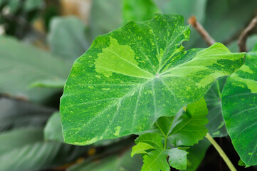 Obraz premium Colocasia esculenta midori sour, Colocasia ,midori sour or Colocasia plant or bicolor Colocasia