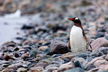 Gentoo Penguins in the Antarctic Area