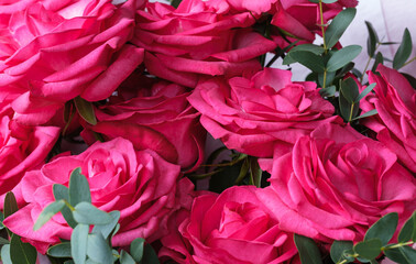blooming crimson roses close-up on a blurred background