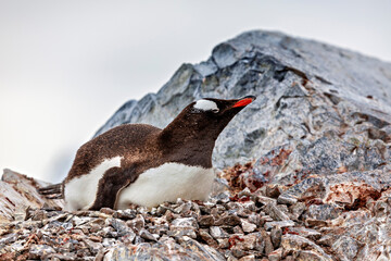 Gentoo Penguins in the Antarctic Area