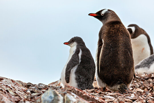 ジェンツーペンギン」の写真素材 | 27,797件の無料イラスト画像