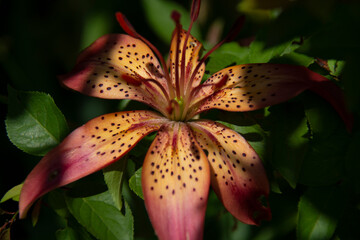 Beautiful pink tiger lily close up on blurred background of green leaves in garden in summer