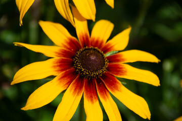 Beautiful yellow rudbeckia flower with a burgundy center close-up on a dark green background