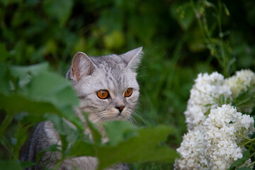 A beautiful British cat with amber eyes sits in the grass and looks at a white hydrangea inflorescence
