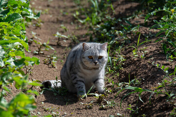 Gray British cat sits on a path in the garden in summer