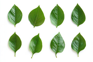 collection of green leaves arranged in grid pattern, showcasing various shapes and textures. Ideal for nature themed designs or botanical studies