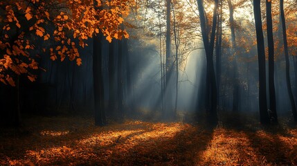 Obraz premium Autumn Forest Sunlight