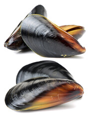 Fresh mussel on white background