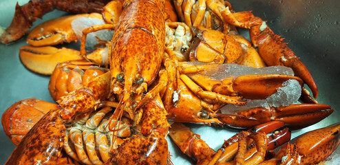 Panorama of lobsters in a sink in a restaurant kitchen.
