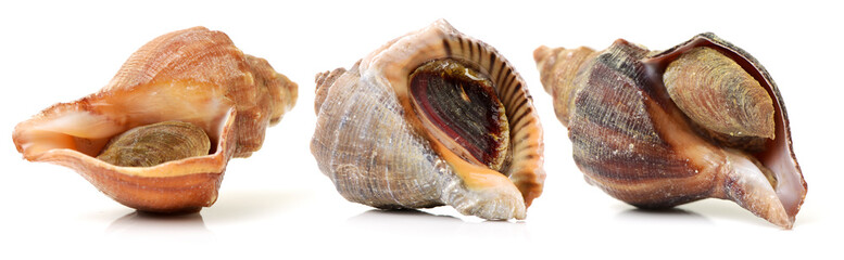 live conch on white background