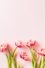 Pink tulips on a light pink background