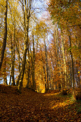 Golden autumn. Walk in the German forest. Hiking trail, leaves on the ground, yellow and red leaves on the trees.