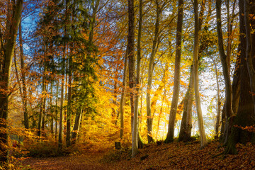 Fototapeta premium Golden autumn. Walk in the German forest. Hiking trail, leaves on the ground, yellow and red leaves on the trees.