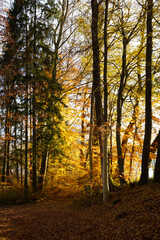 Obraz premium Golden autumn. Walk in the German forest. Hiking trail, leaves on the ground, yellow and red leaves on the trees.