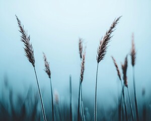 Obraz premium Foggy landscape with reeds nature scene tranquil environment misty viewpoint