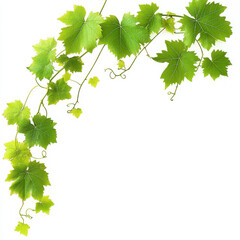 vibrant green vine with lush leaves, perfect for natural decor