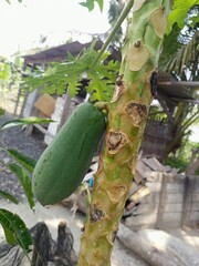 Papaya is a tropical fruit plant, the stem is straight, has no branches and is not woody, the fruit is thick and sweet. Classed as an annual fruit plant, but can grow for more than a year. Morphology 