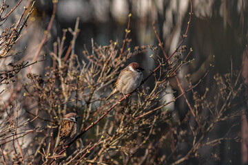 Close up portrait of a European sparrows (Passer domesticus) sitting on a branch in a city park on a sunny spring morning.