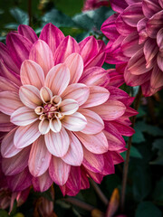 pink dahlia flower