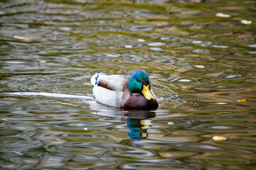 Männliche Stockente im Wasser mit Spiegelung